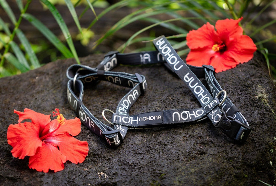 Front vs Back Clip: Choosing the Right Attachment Point on Your Nohona Guide Harness
