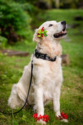 Nohona Wide Training Collar