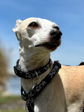 Nohona Everyday Collar